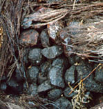 Briar Pile in Greece